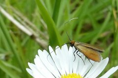 Cauchas rufimitrella