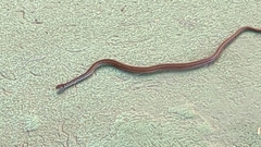 Rhadinaea decorata