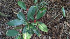 Ardisia cornudentata morrisonensis