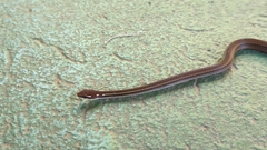 Rhadinaea decorata
