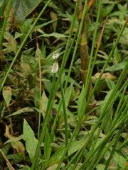 Eleocharis elegans