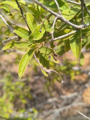 Diospyros lycioides