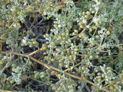 Tetraena fontanesii