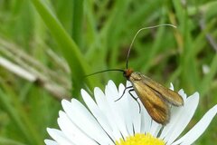 Cauchas rufimitrella