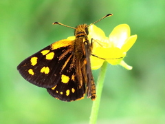 Metisella metis