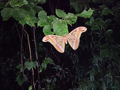 Saturniidae