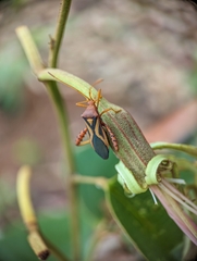 Crinocerus sanctus