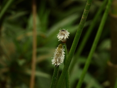 Eleocharis elegans