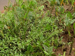 Eleocharis elegans