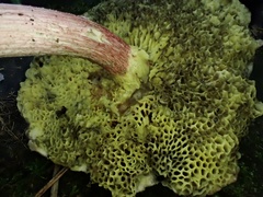 Suillus asiaticus