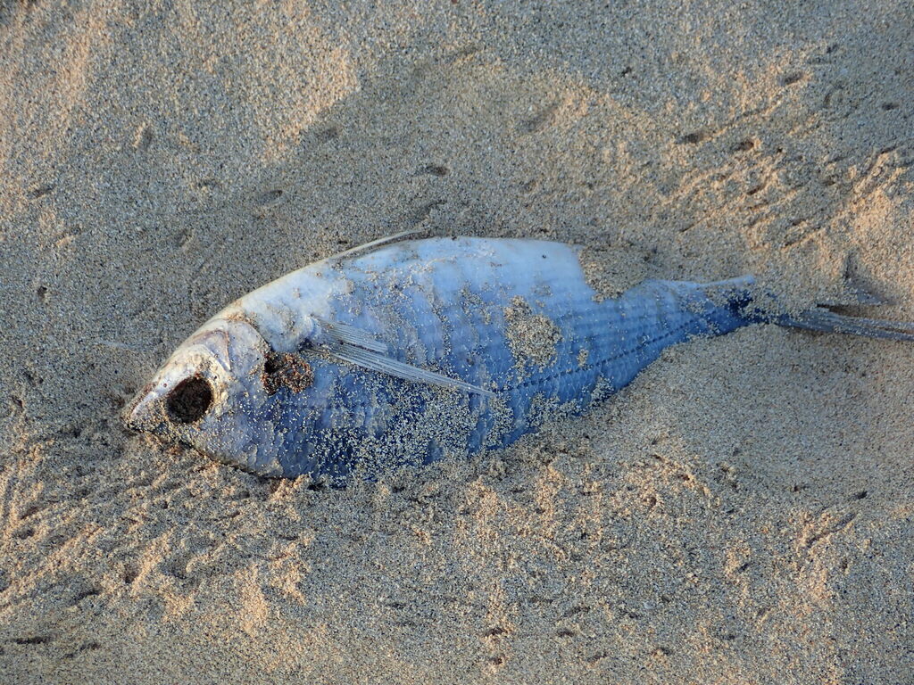 Spicara nigricauda
