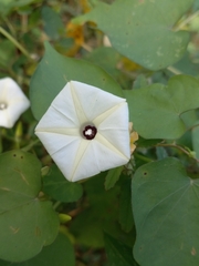 Convolvulaceae