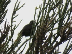 Knipolegus aterrimus