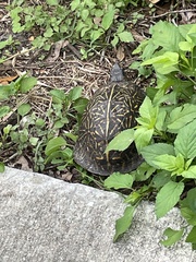 Terrapene carolina bauri