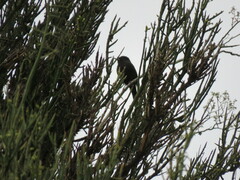 Knipolegus aterrimus