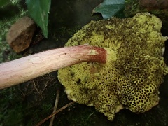 Suillus asiaticus