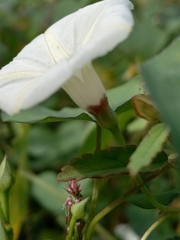 Convolvulaceae
