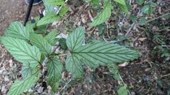 Rubus trianthus