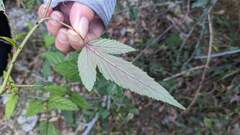 Rubus trianthus