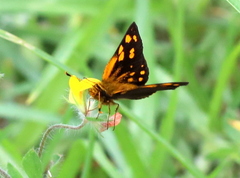 Metisella metis