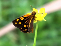 Metisella metis