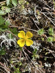 Potentilla erecta
