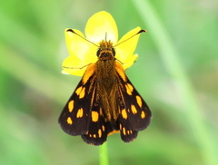 Metisella metis