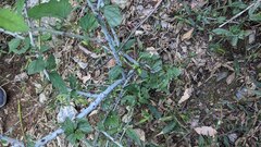 Rubus trianthus