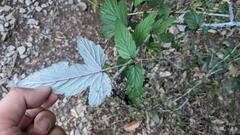 Rubus trianthus