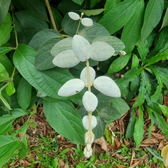 Congea tomentosa