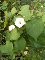 Convolvulaceae
