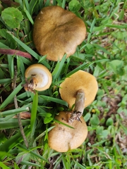 Suillus salmonicolor