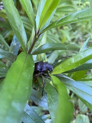 Cerambycoidea