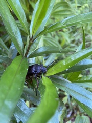 Cerambycoidea