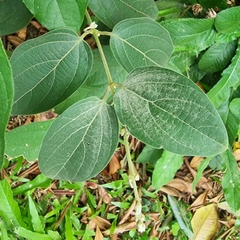 Congea tomentosa