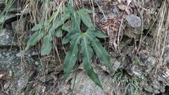 Pyrrosia polydactylos