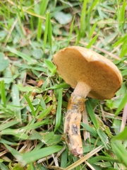Suillus salmonicolor