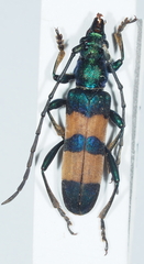 Polyzonus