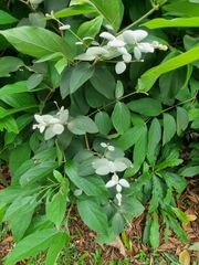 Congea tomentosa