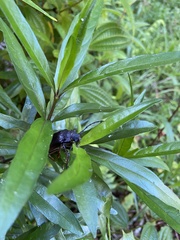 Cerambycoidea