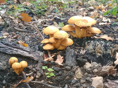 Gymnopilus junonius