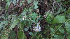 Aster taiwanensis
