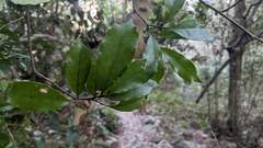 Eustigma oblongifolium
