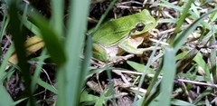 Hyla immaculata