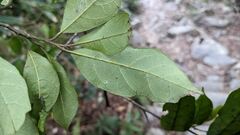 Eustigma oblongifolium