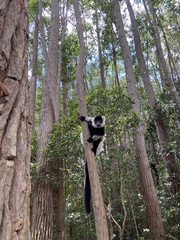 Varecia variegata