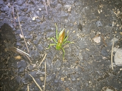 Eugryllacris elongata