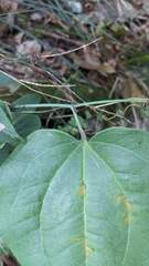Smilax seisuiensis
