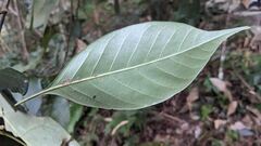 Lithocarpus glaber