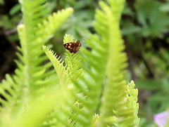Metisella metis